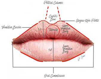 lip anatomy