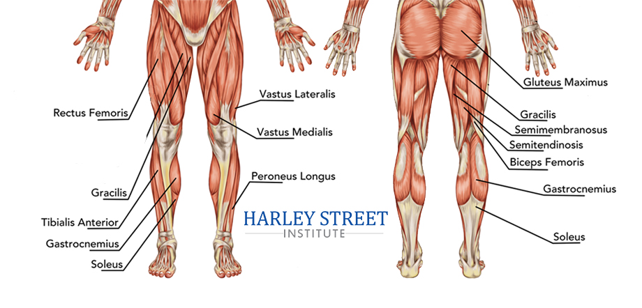 anatomy of muscle