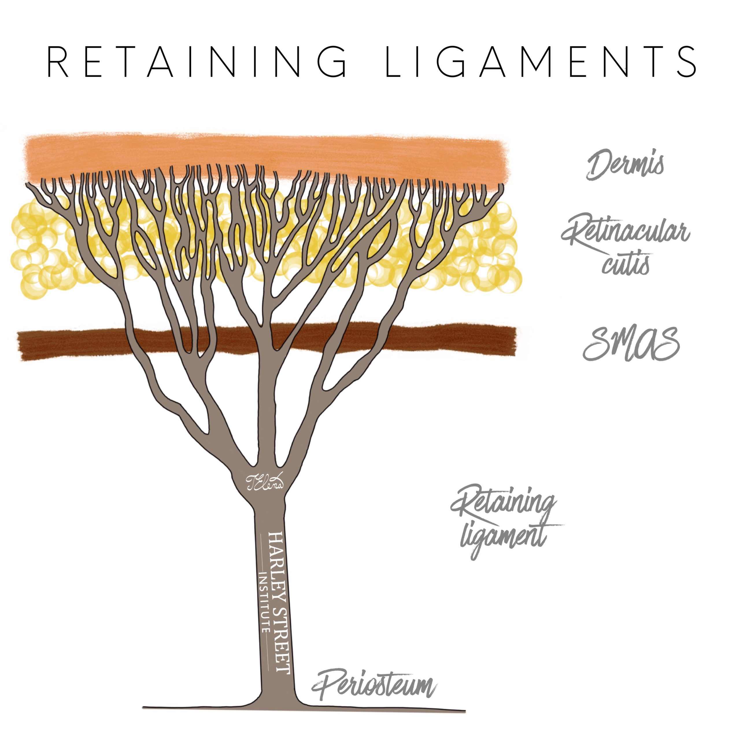retaining ligament